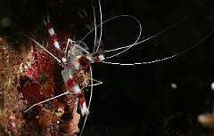 Raja Ampat 2016 - Stenopus hispidus - Banded coral shrimp - Grande crevette nettoyeuse -  IMG_4193_rc